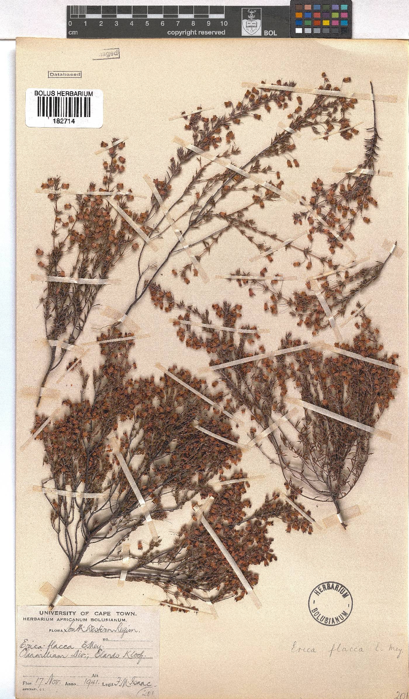 Erica flacca image