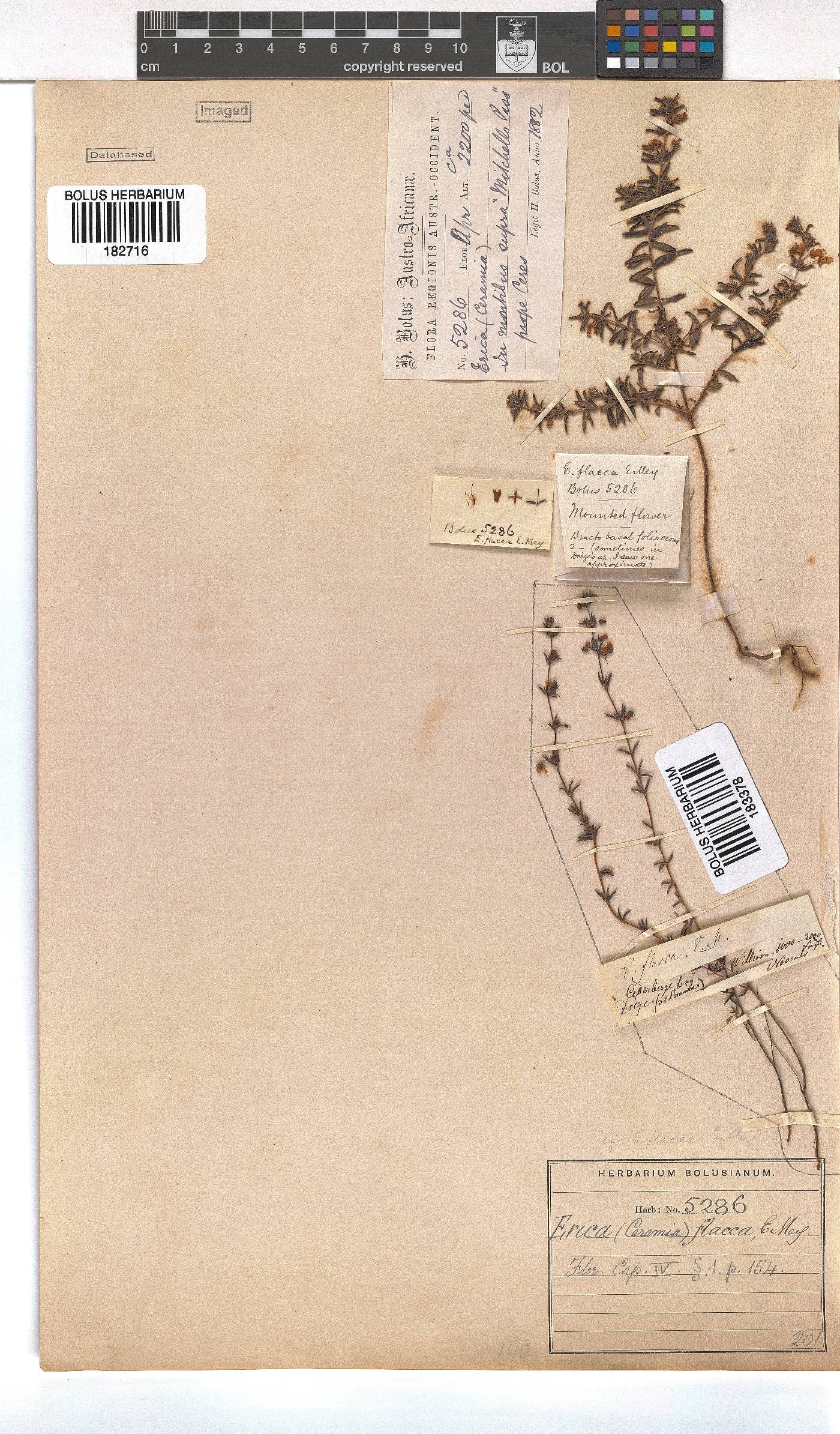 Erica flacca image