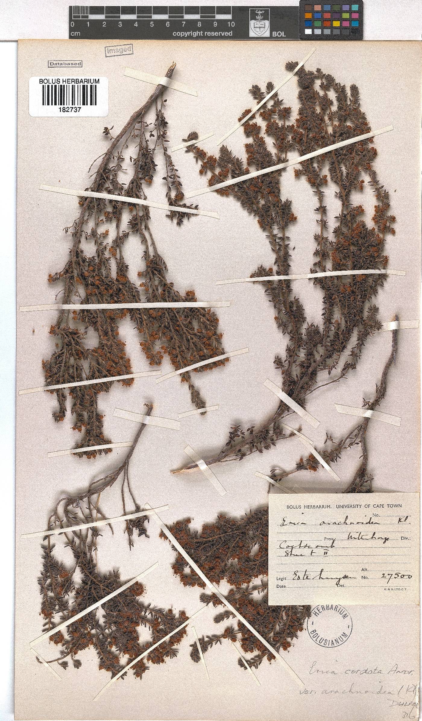 Erica cordata image