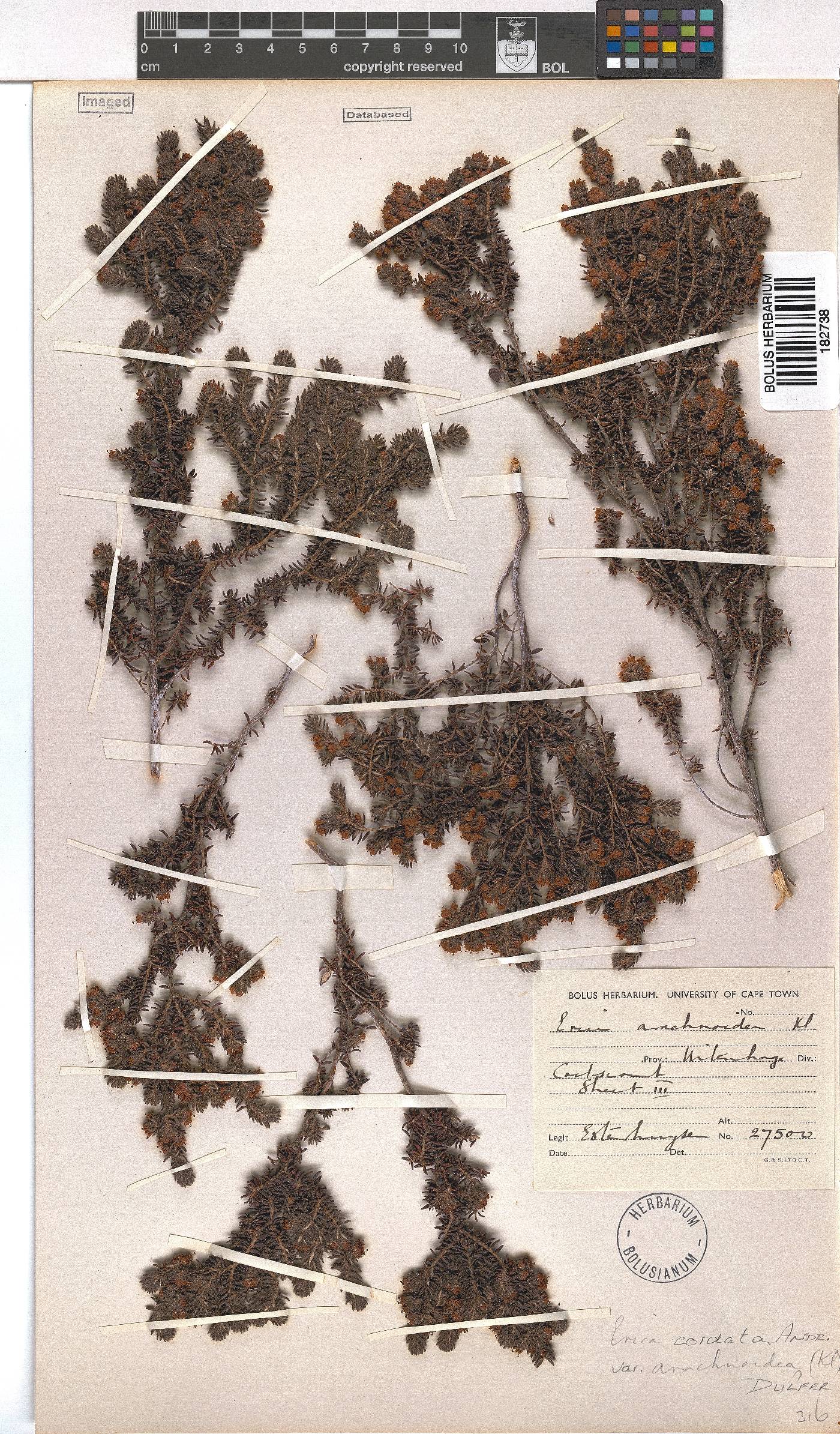 Erica cordata image