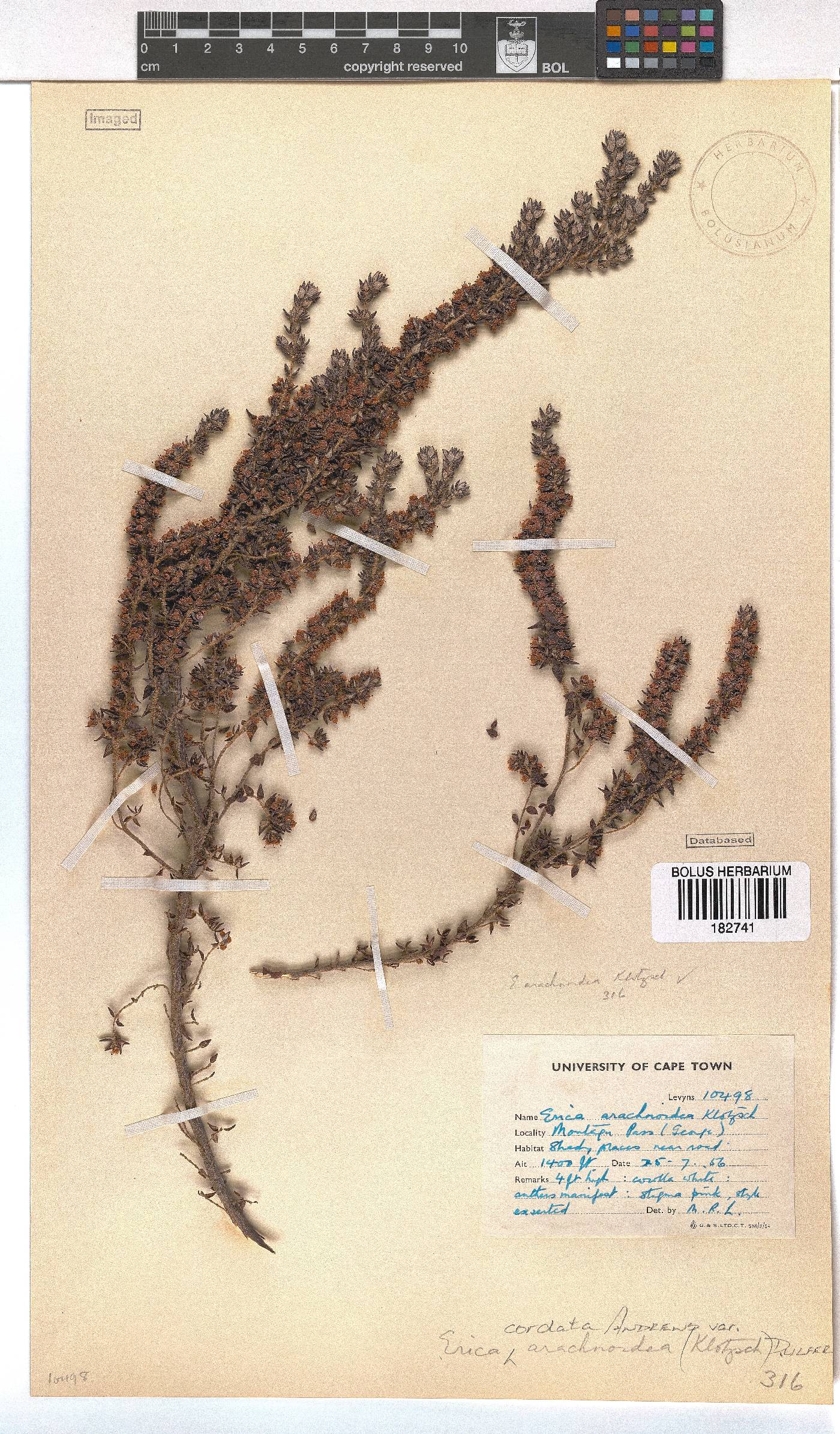 Erica cordata var. arachnoidea image