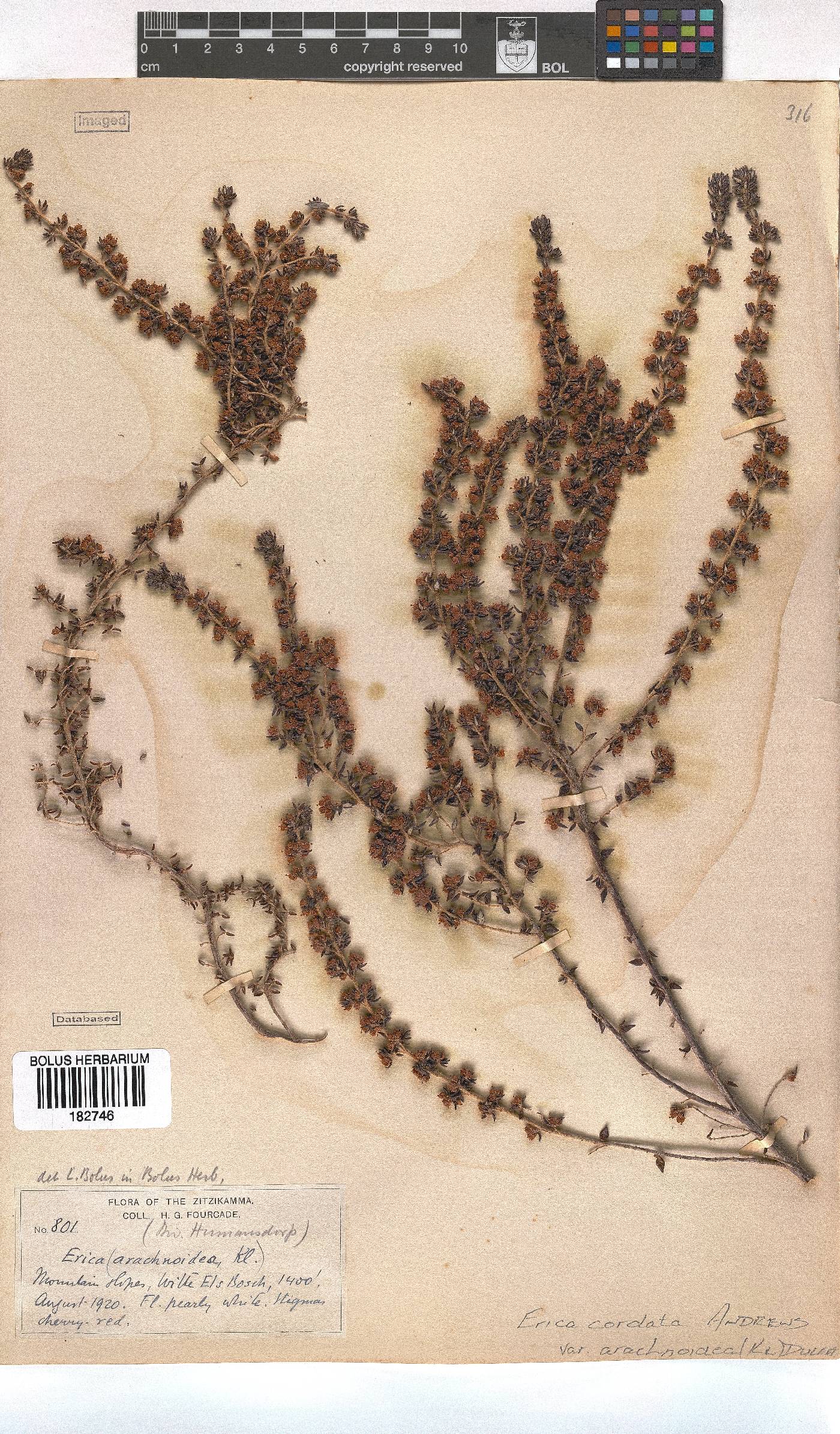 Erica cordata var. arachnoidea image