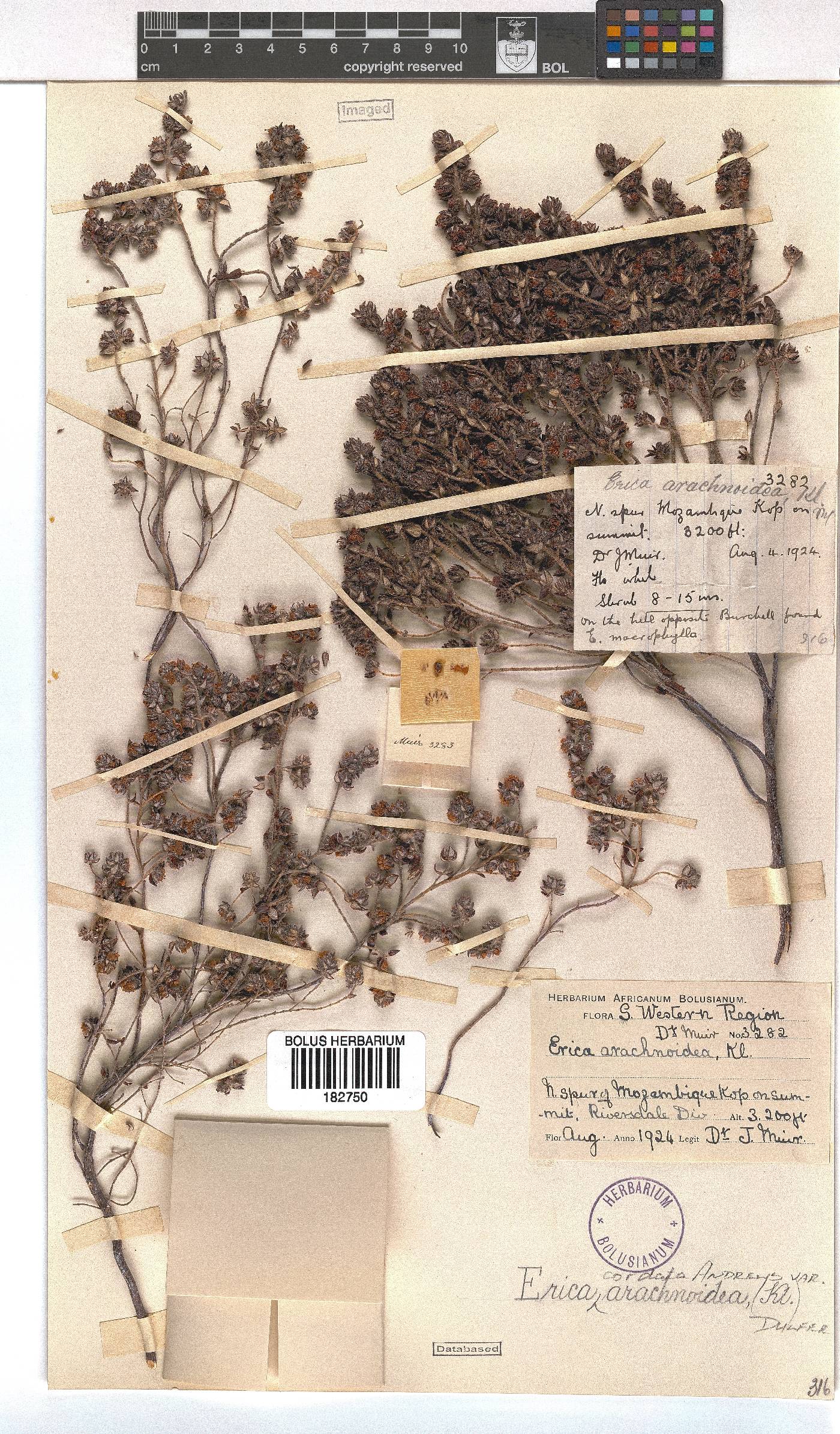 Erica cordata image