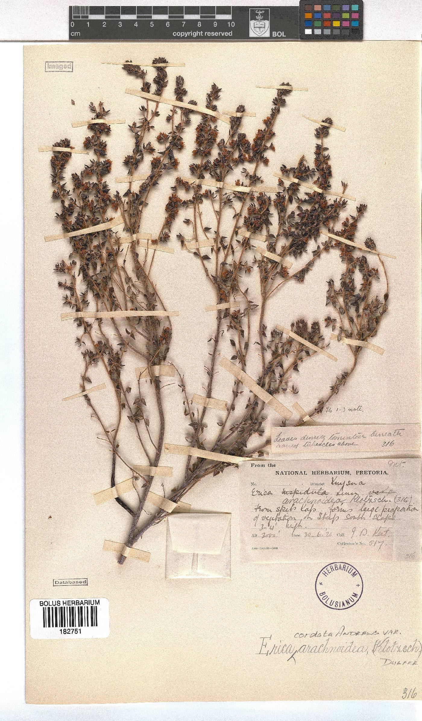 Erica cordata var. arachnoidea image