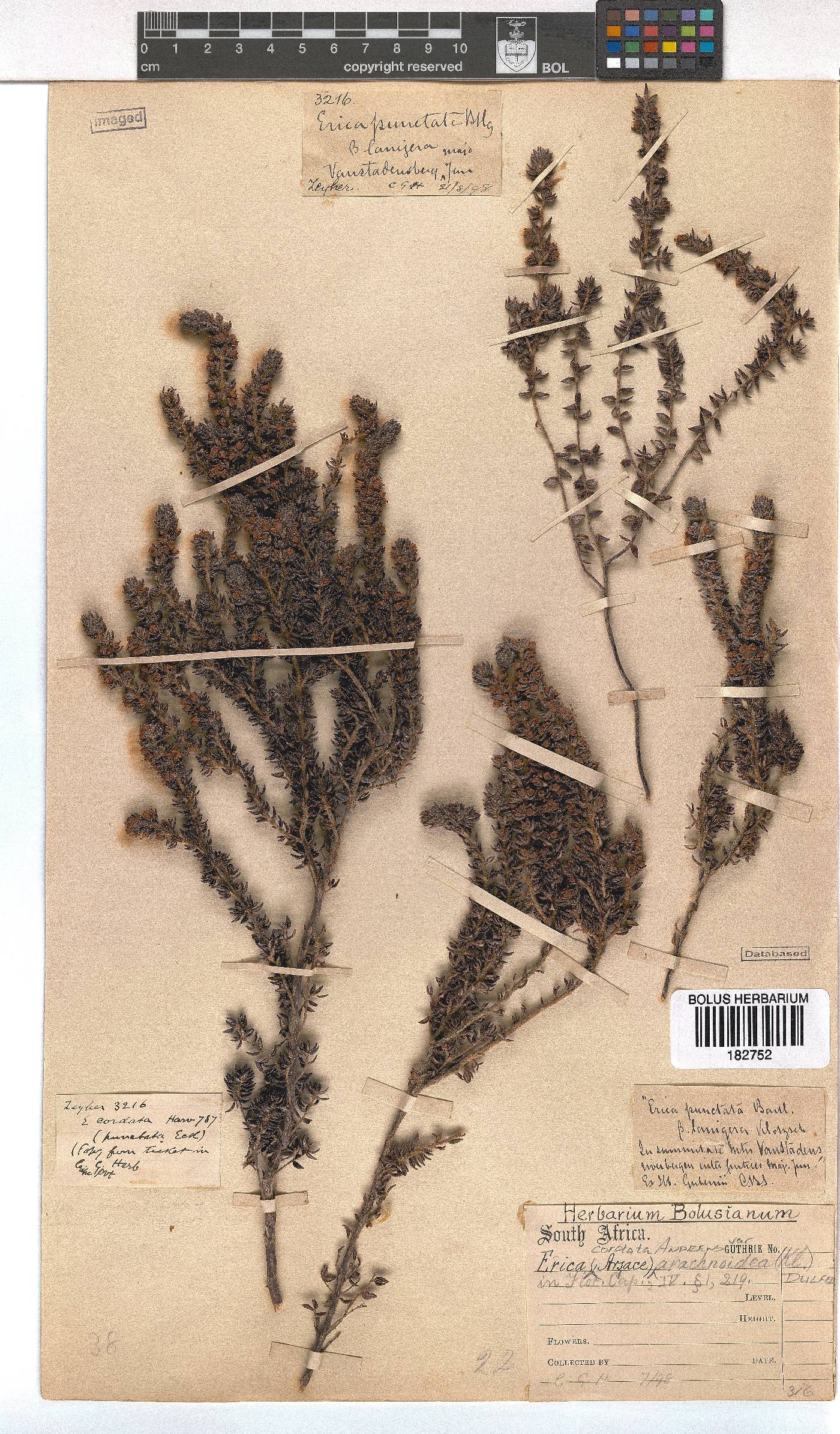 Erica cordata var. arachnoidea image