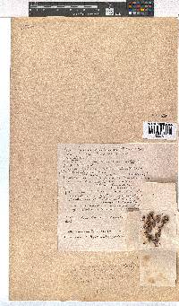 Erica cordata var. arachnoidea image