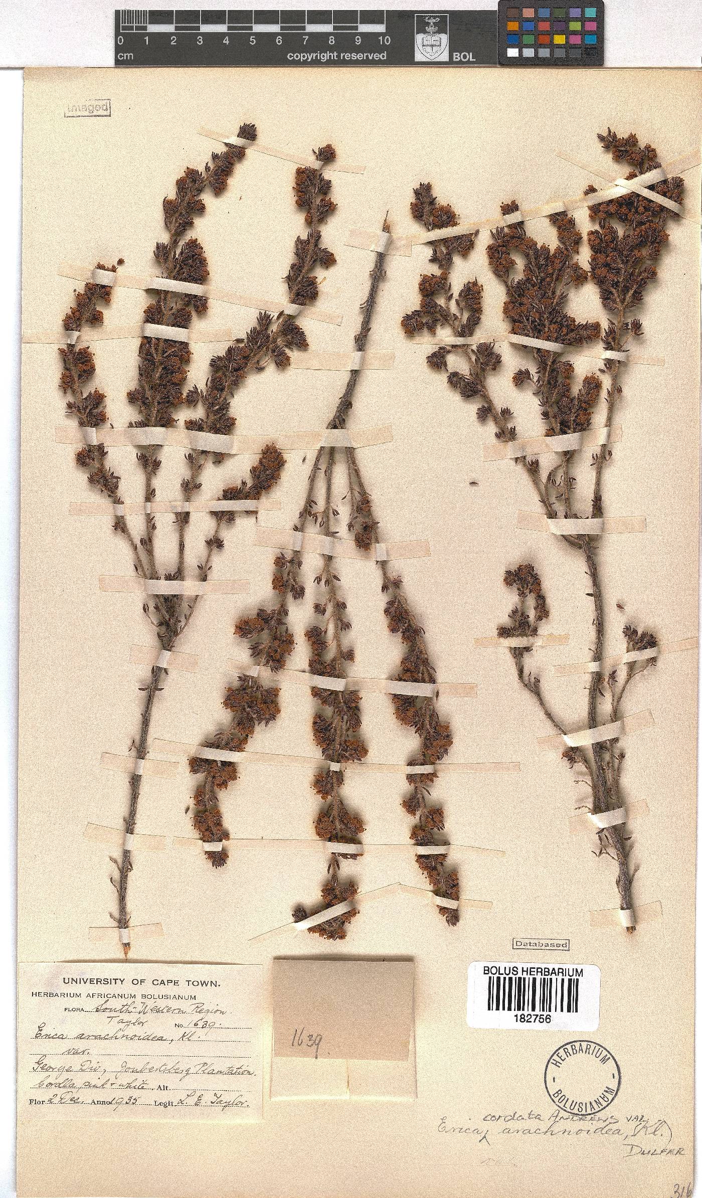 Erica cordata image