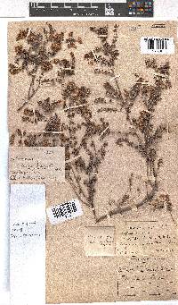 Erica aneimena image