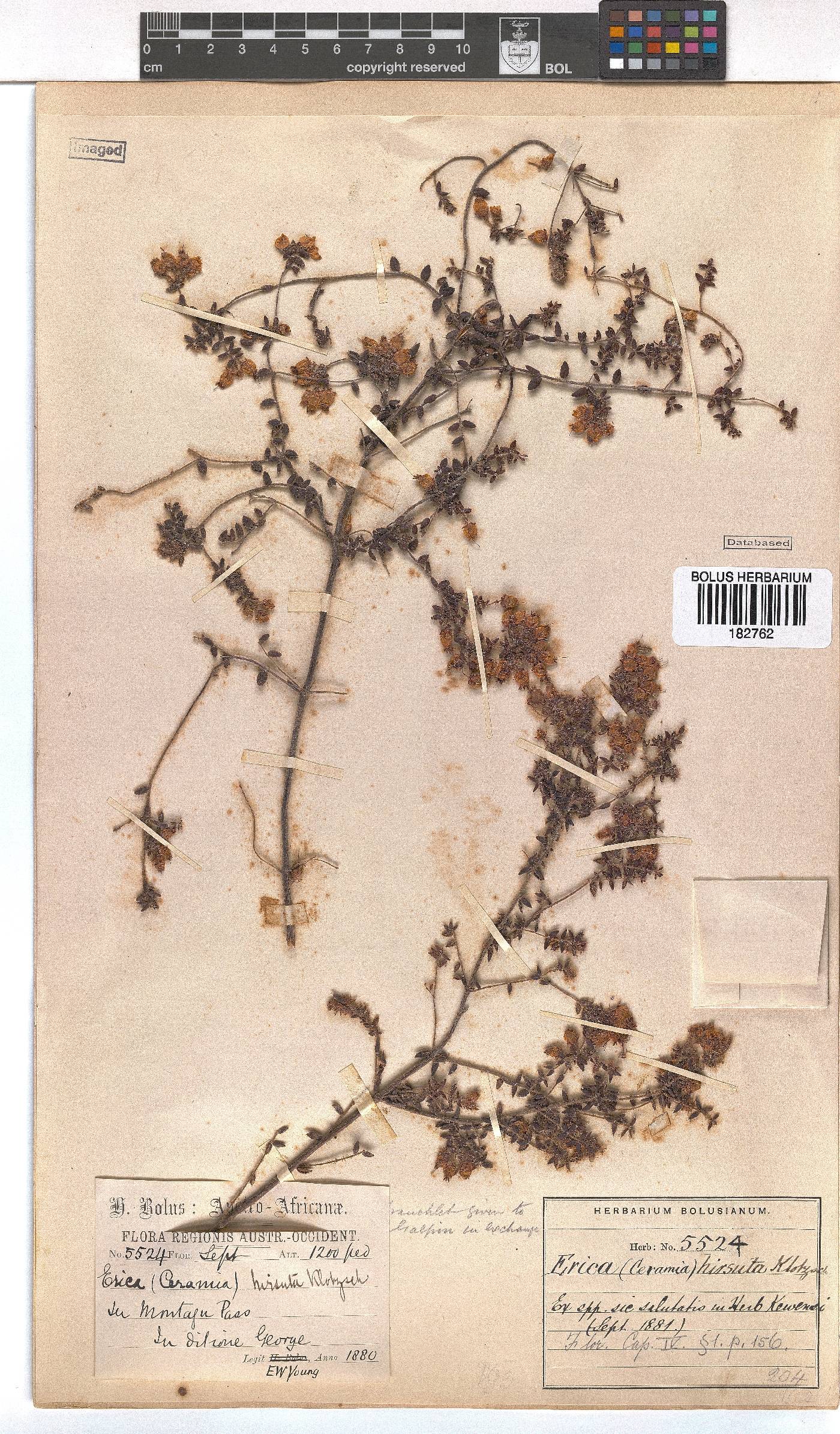 Erica aneimena image