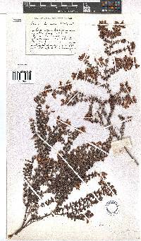 Erica aneimena image