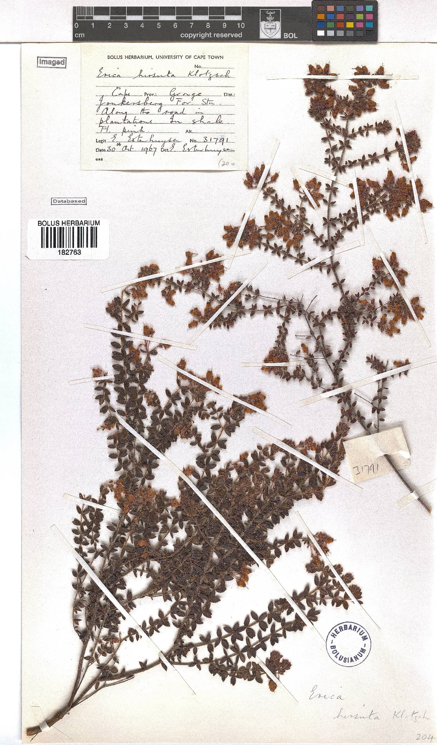 Erica aneimena image