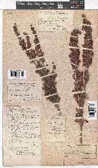 Erica lehmannii image