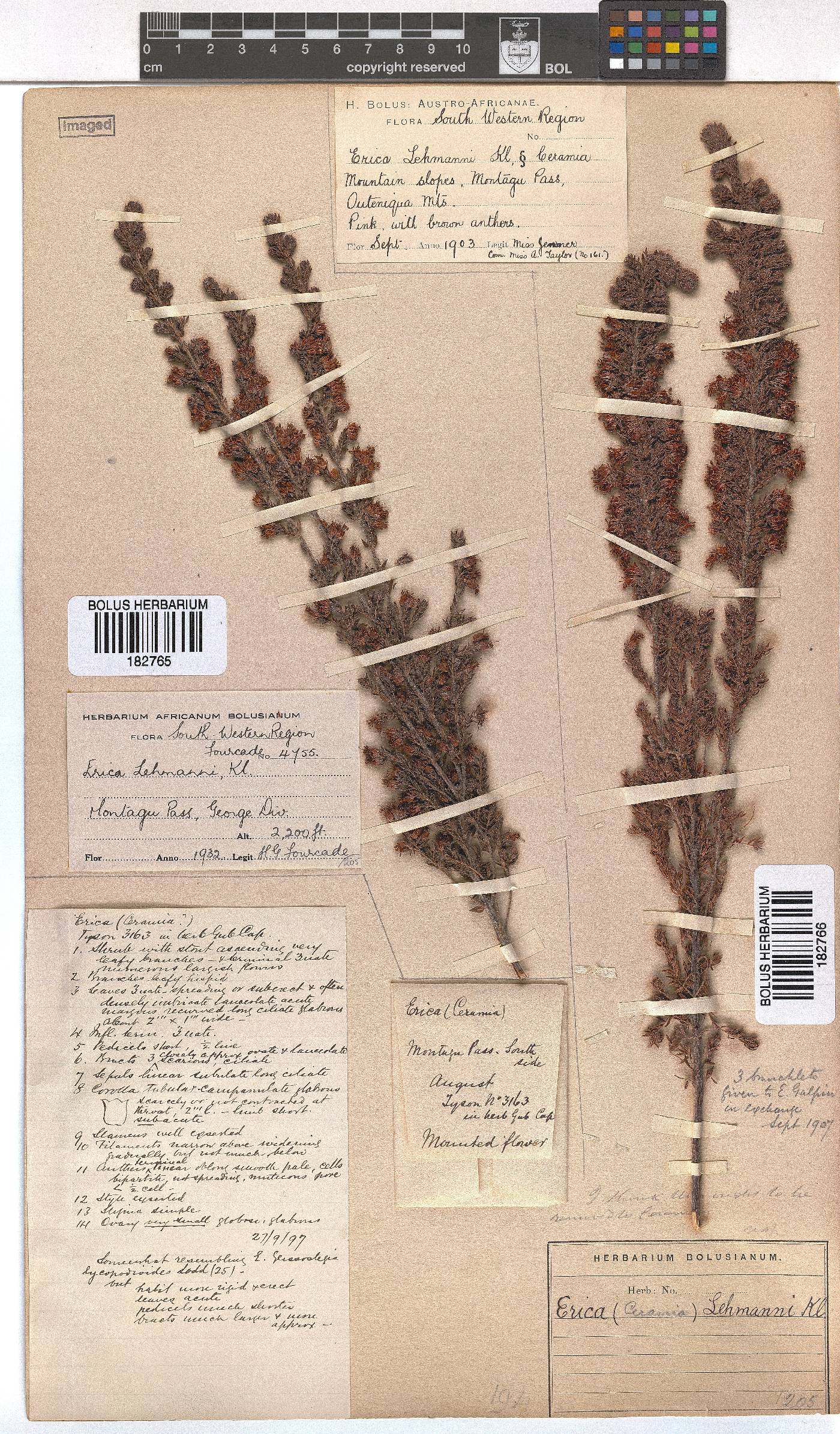 Erica lehmannii image