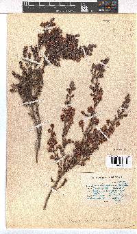 Erica lehmannii image