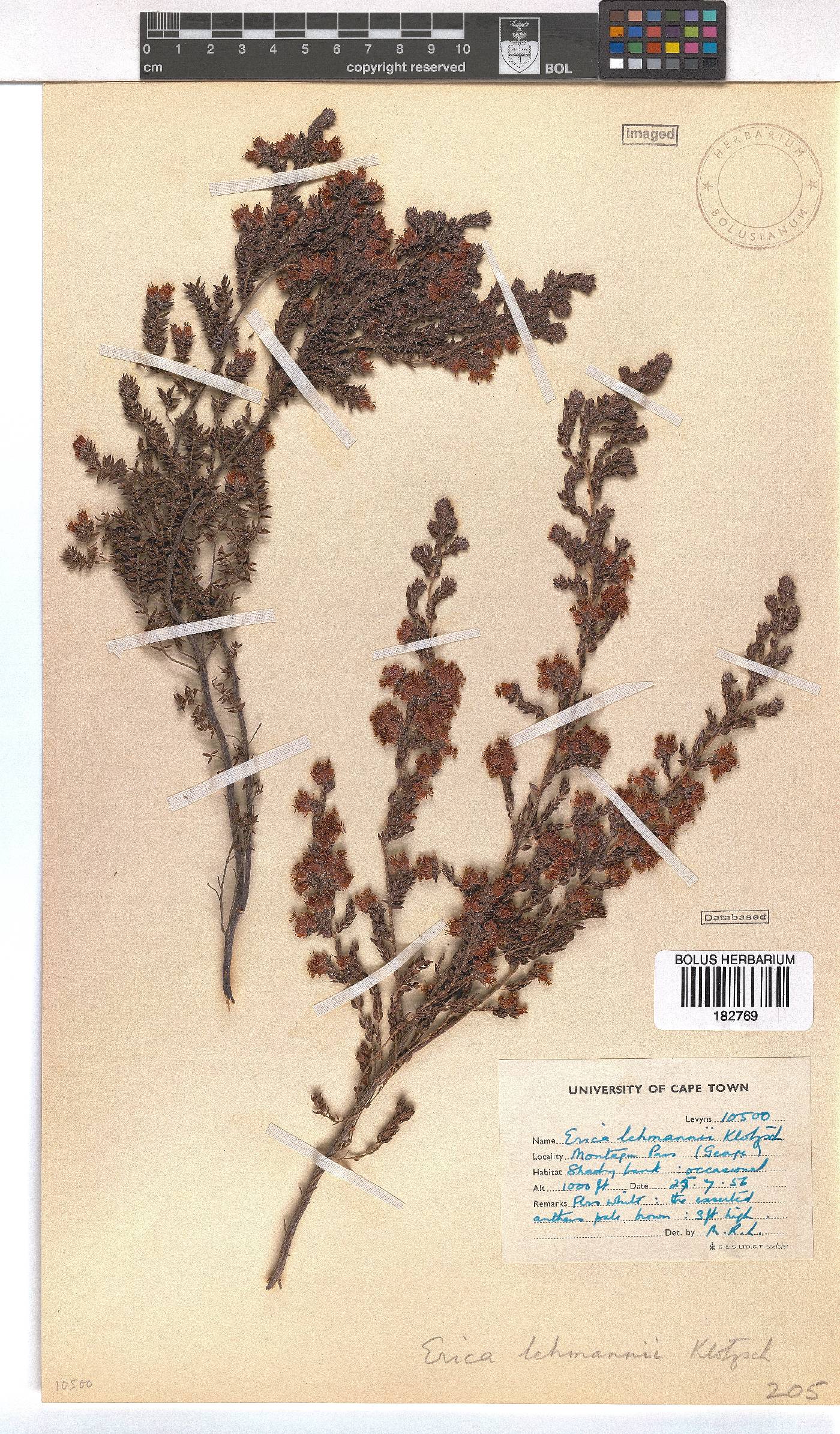 Erica lehmannii image