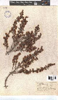 Erica lehmannii image