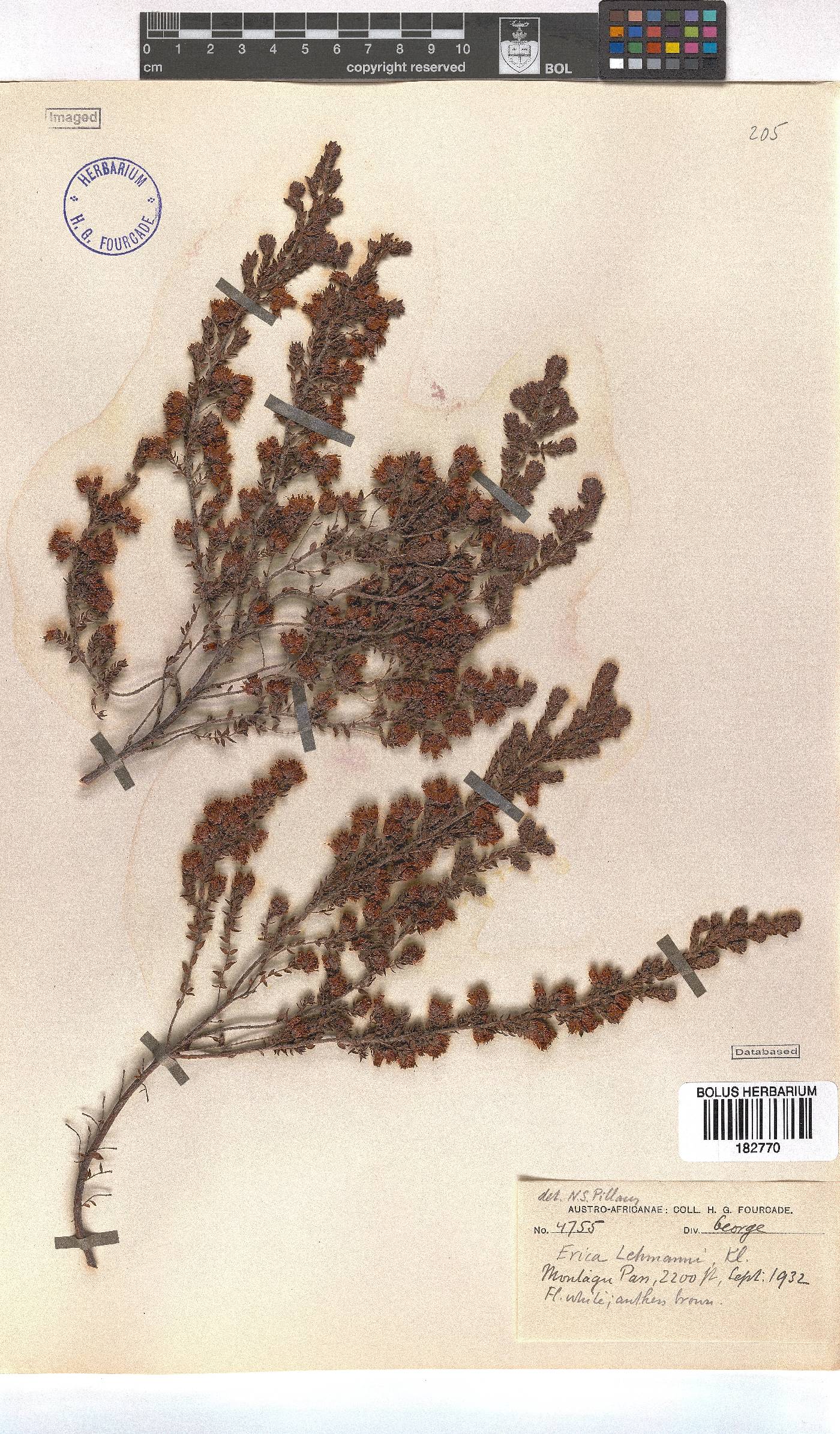 Erica lehmannii image