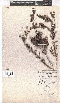 Erica macrophylla image