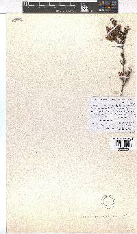 Erica macrophylla image