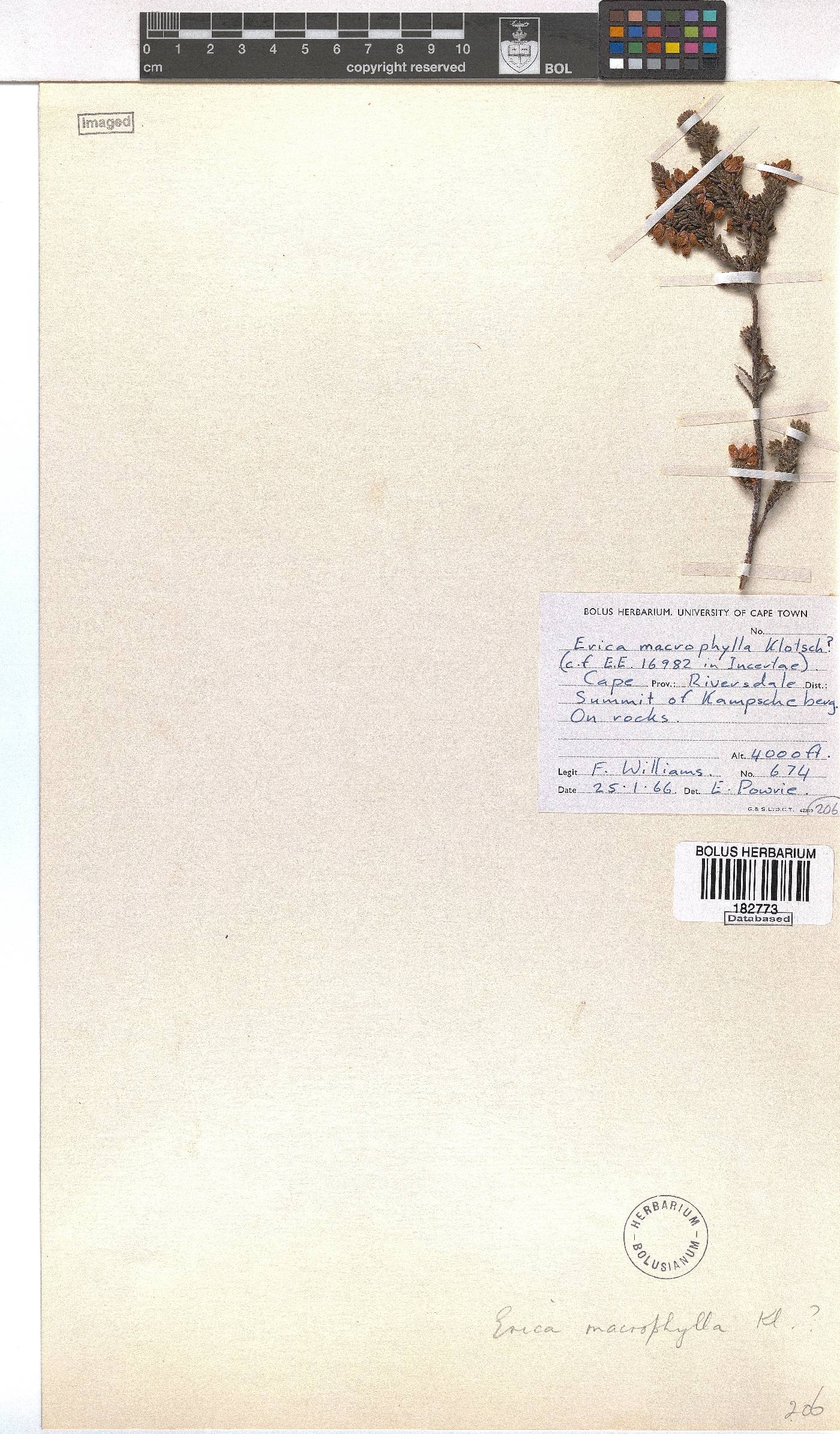 Erica macrophylla image