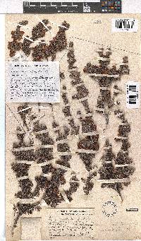 Erica macrophylla image