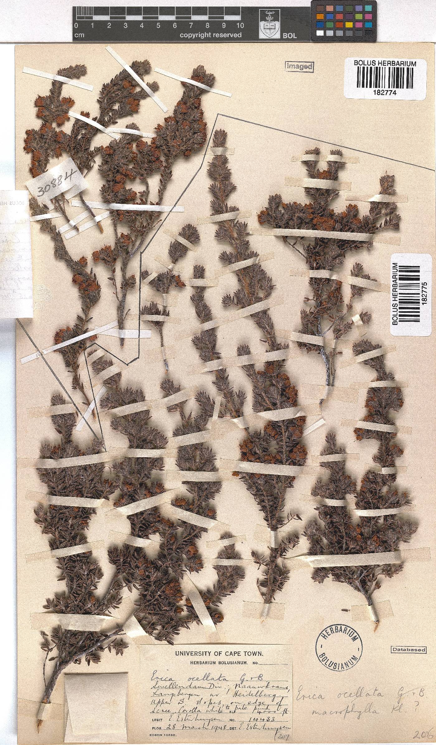 Erica macrophylla image