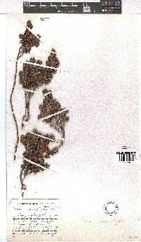 Erica macrophylla image