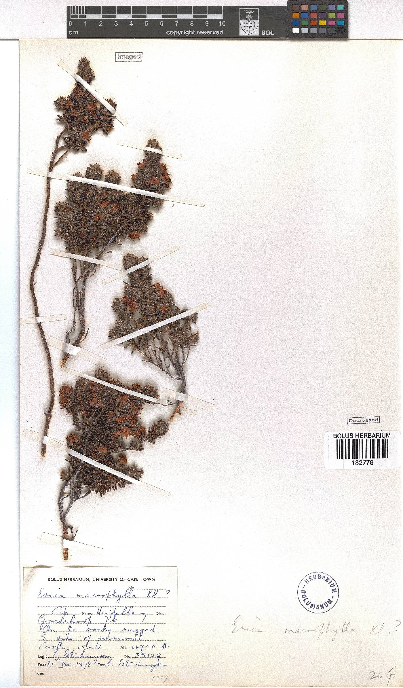 Erica macrophylla image