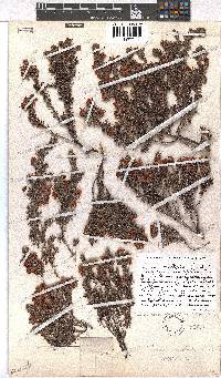 Erica macrophylla image