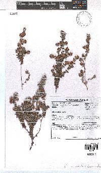 Erica ocellata image