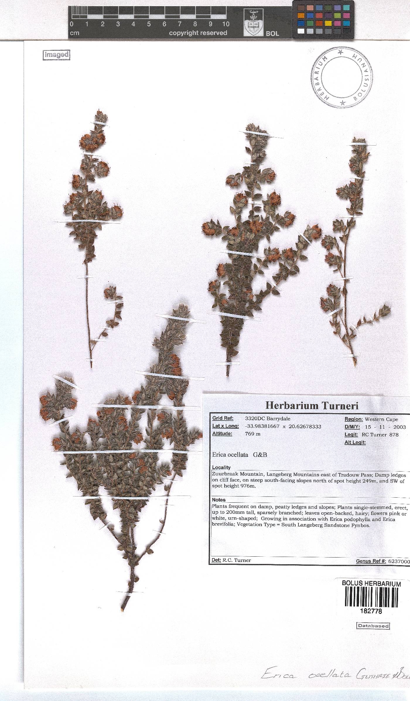 Erica ocellata image