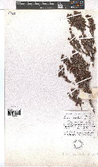 Erica ocellata image