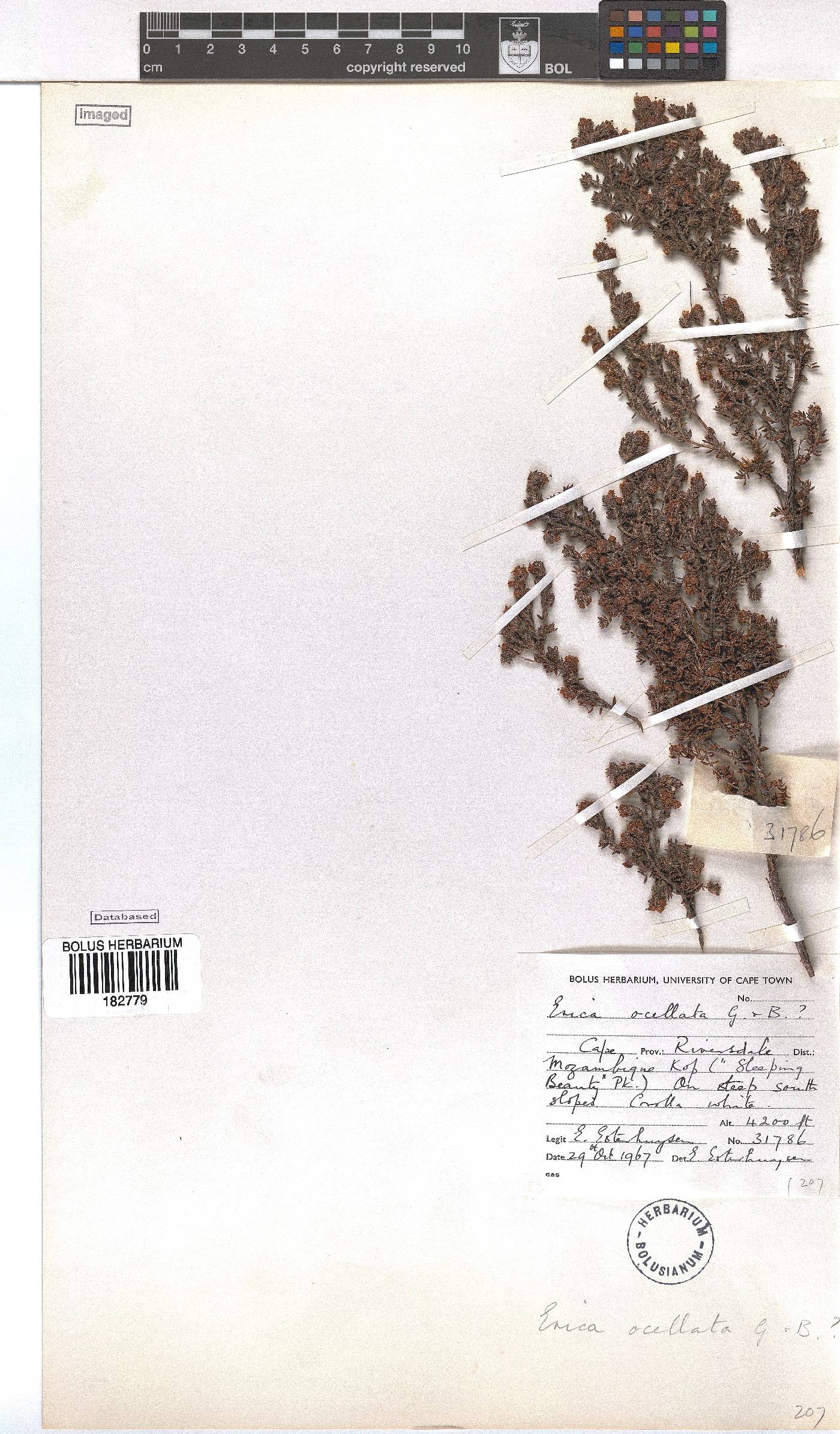 Erica ocellata image