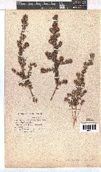 Erica ocellata image