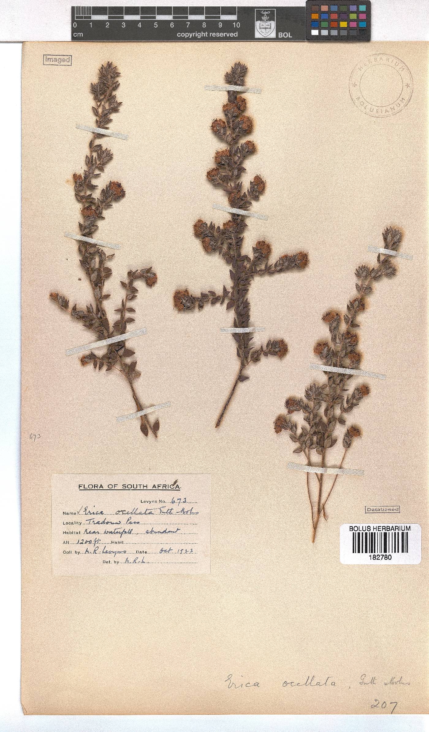 Erica ocellata image