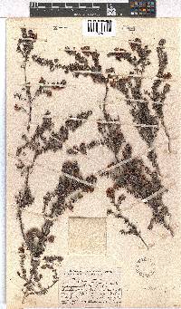 Erica ocellata image