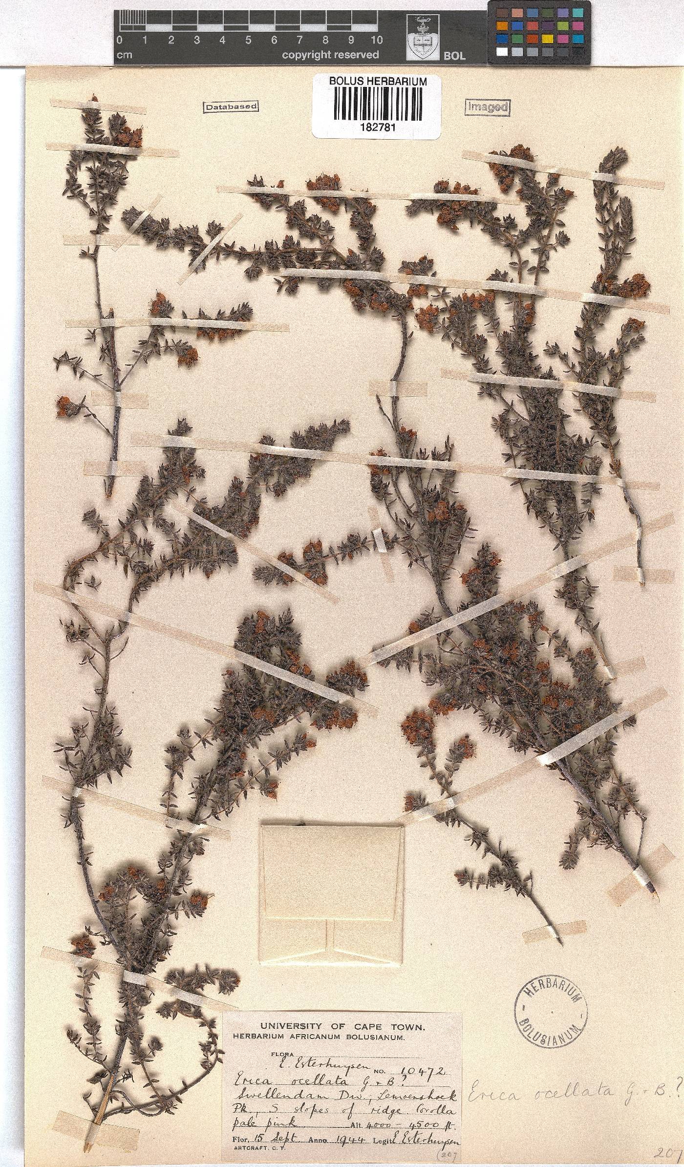 Erica ocellata image