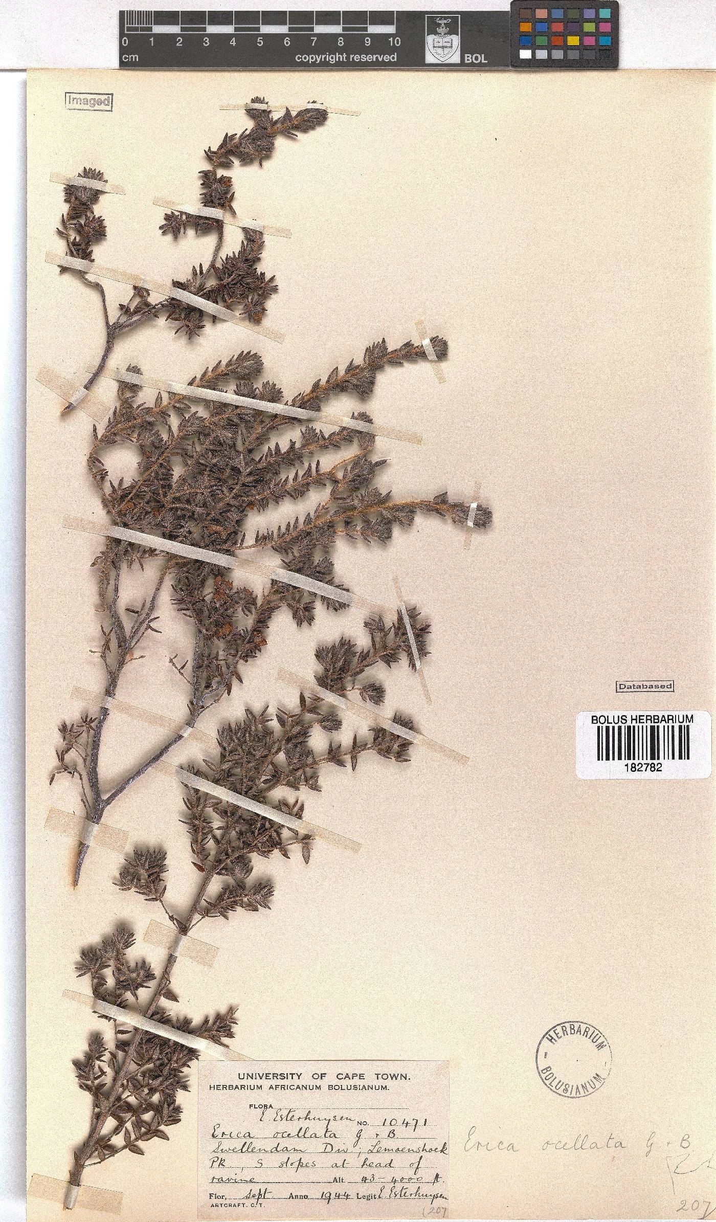 Erica ocellata image