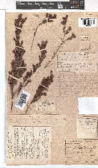 Erica lehmannii image