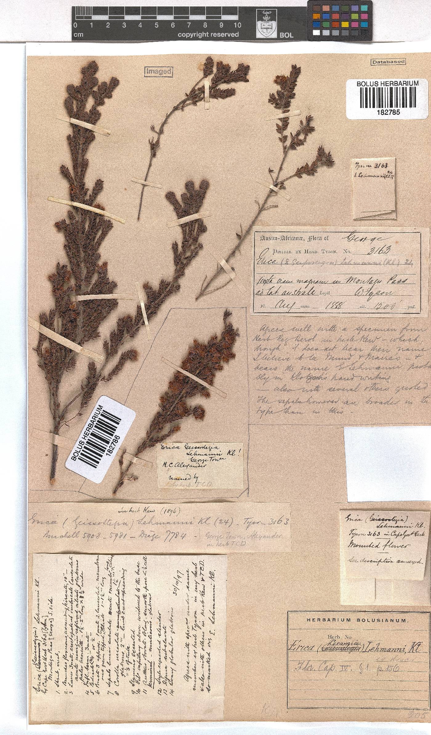 Erica lehmannii image