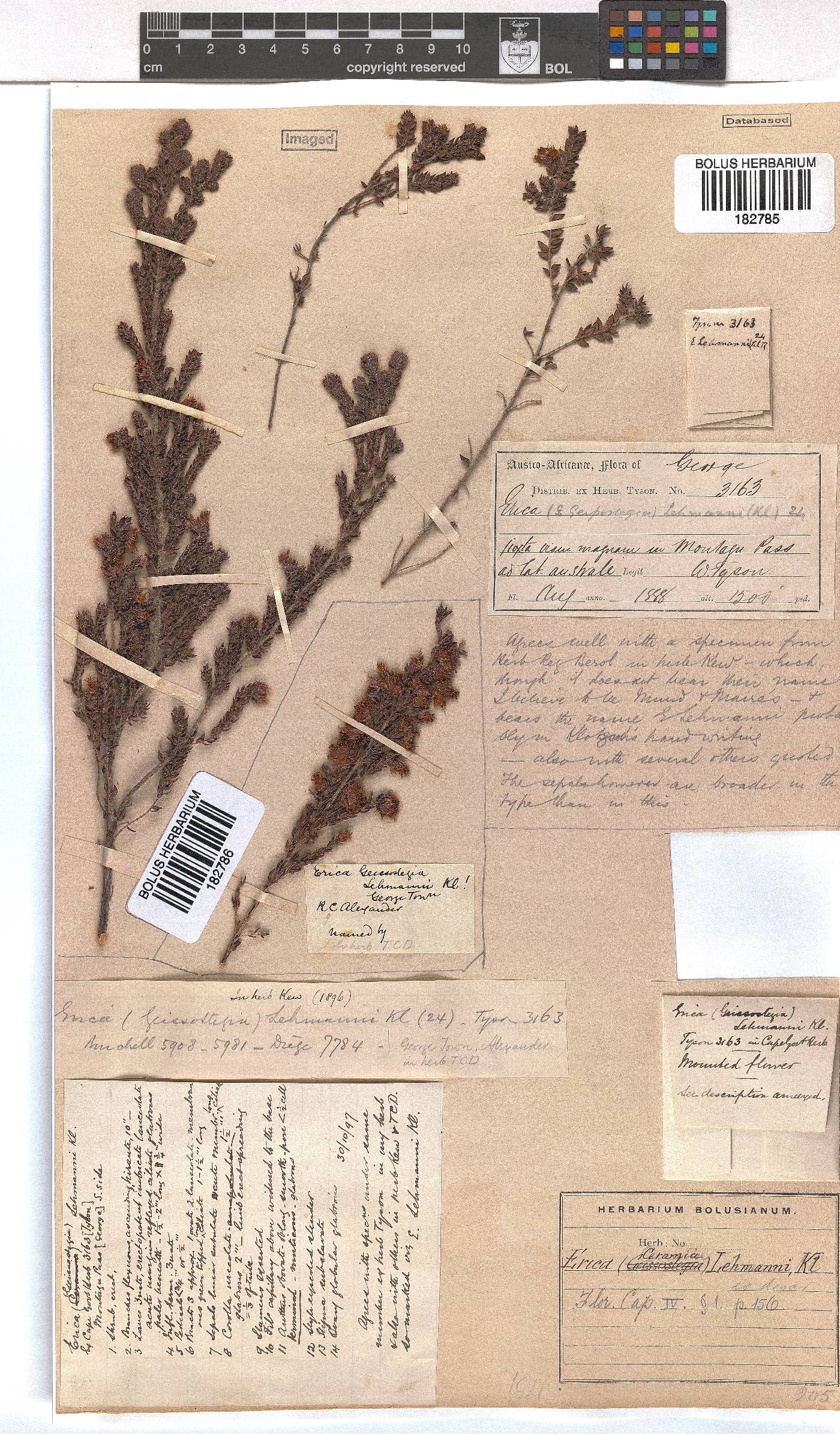 Erica lehmannii image