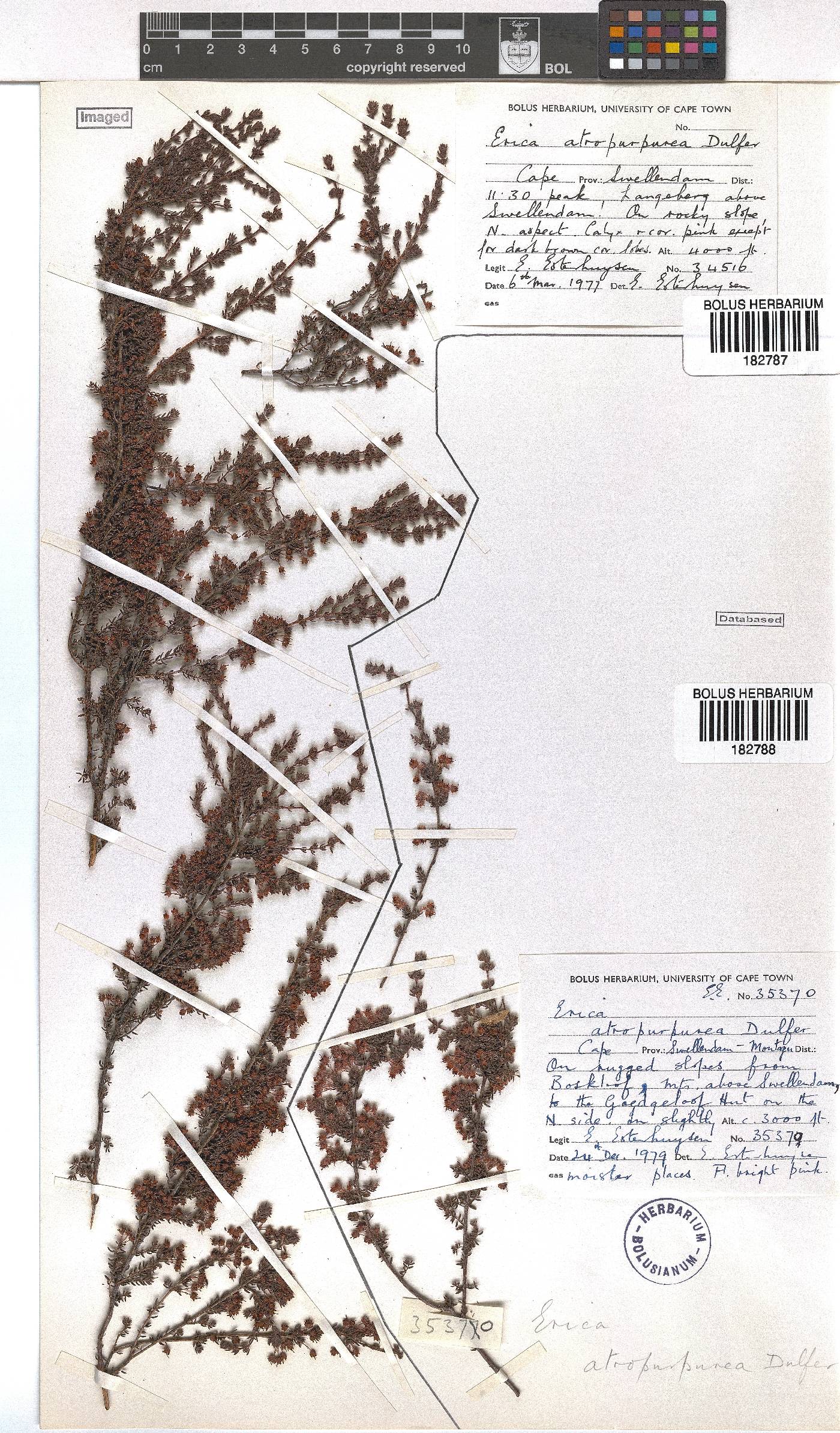 Erica atropurpurea image