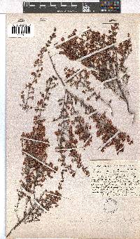 Erica atropurpurea image