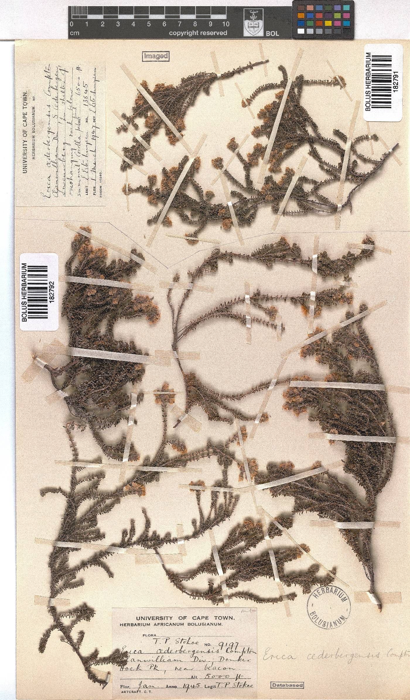 Erica cederbergensis image