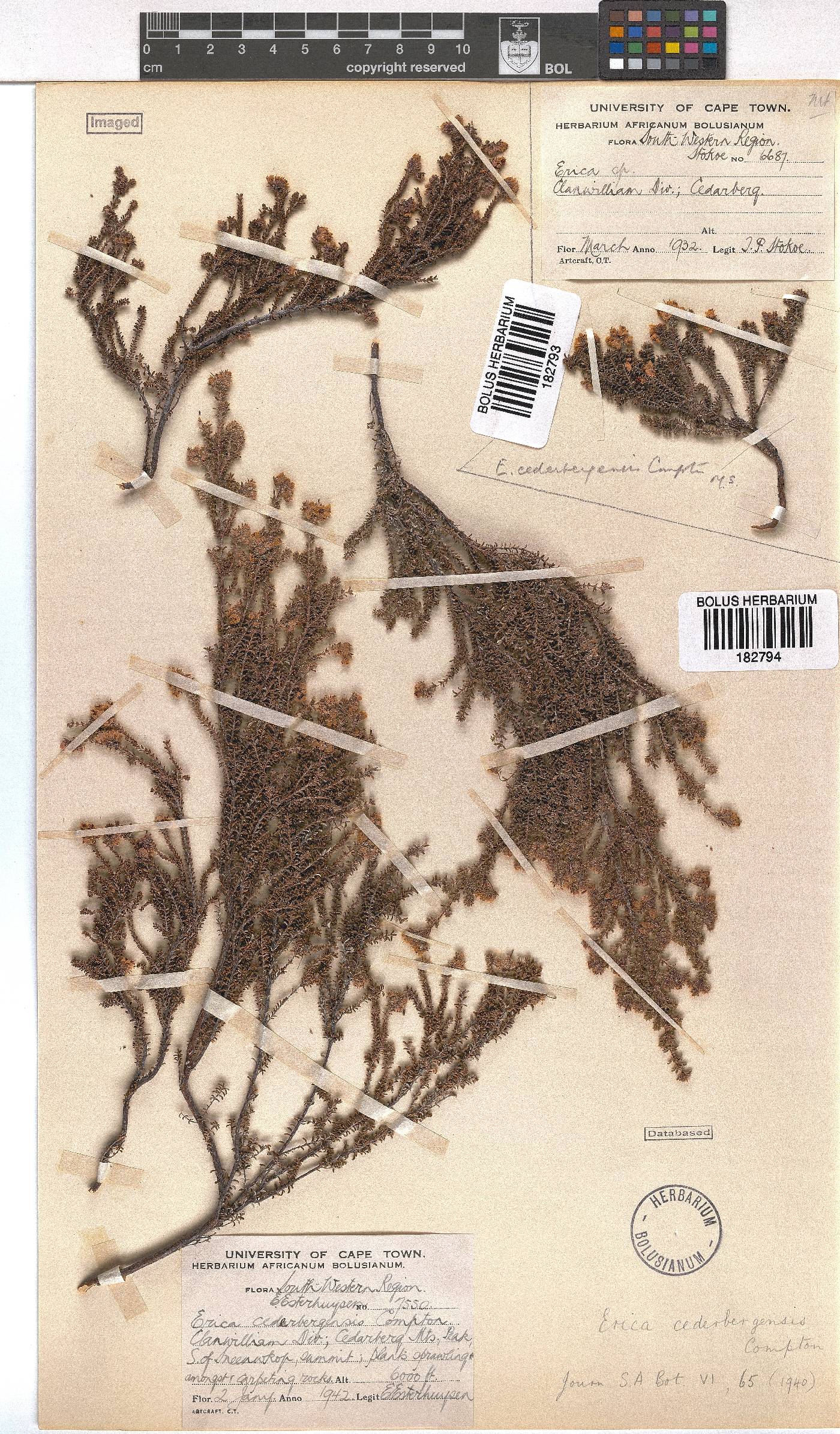 Erica cederbergensis image