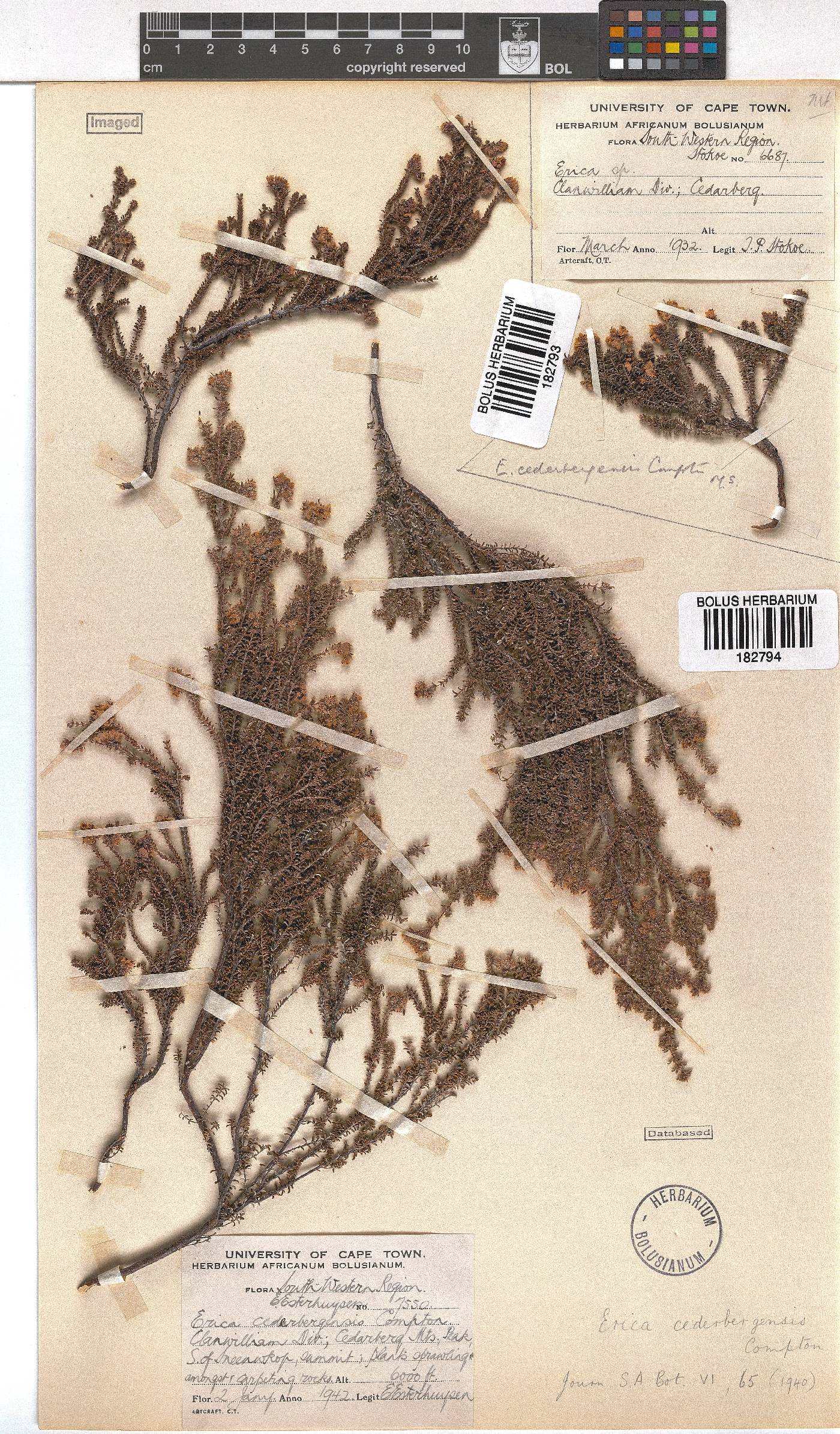 Erica cederbergensis image