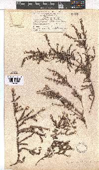 Erica cederbergensis image