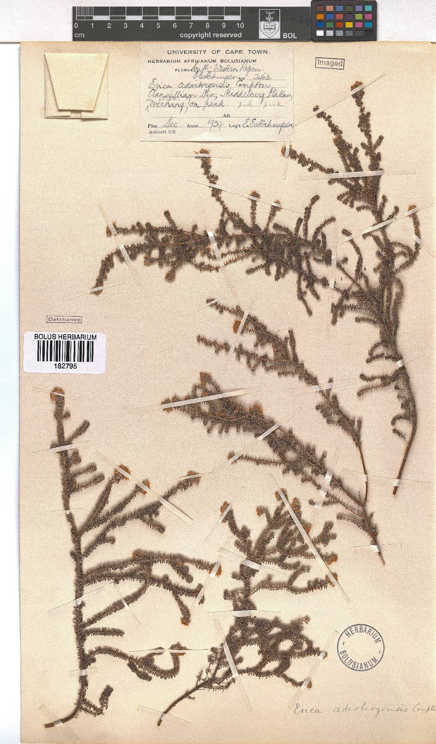 Erica cederbergensis image