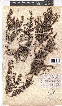 Erica cederbergensis image