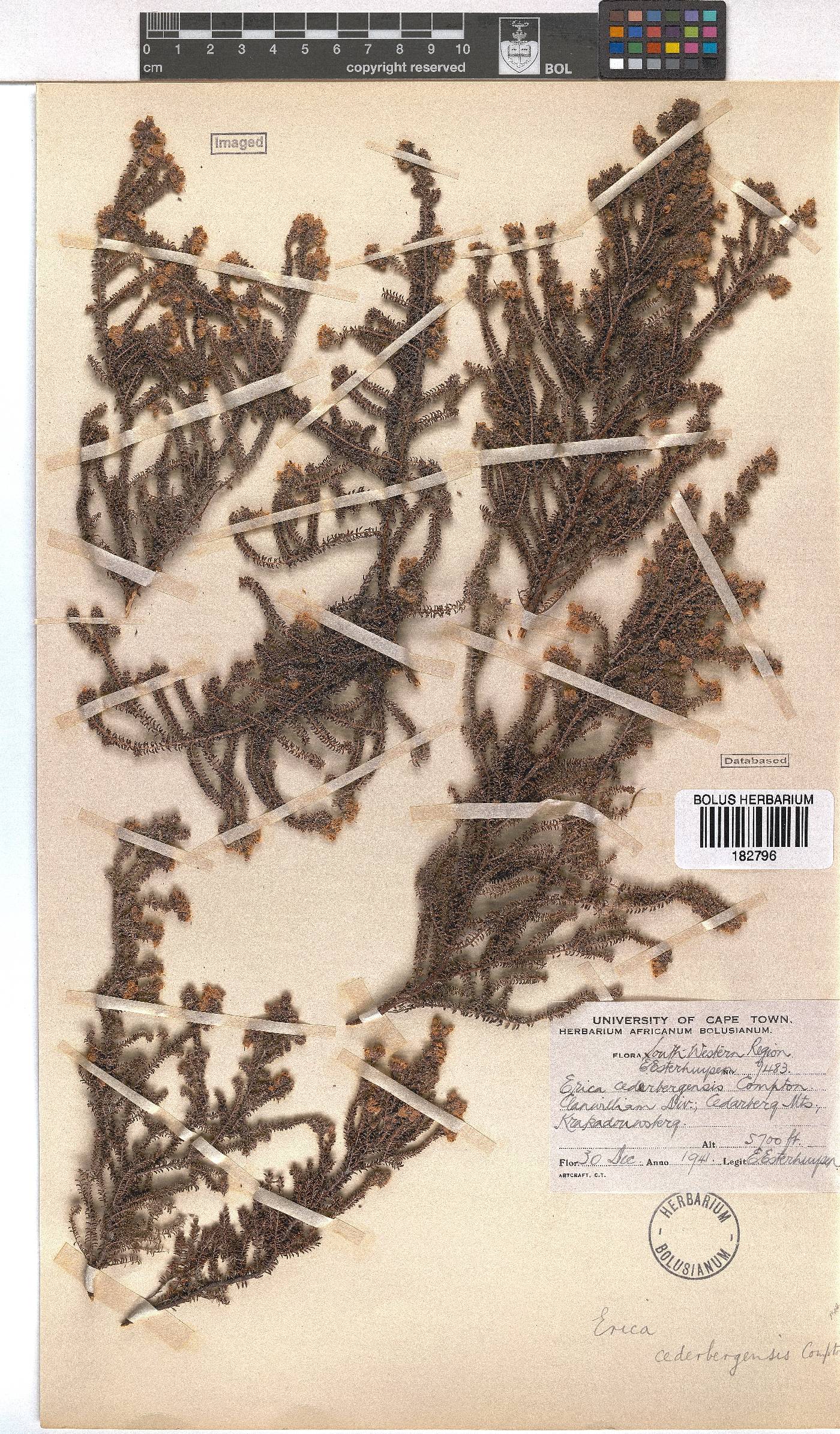 Erica cederbergensis image